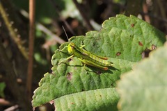 Euthystira brachyptera