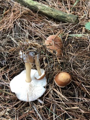 Lactarius vinaceorufescens