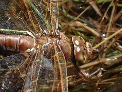 Aeshna grandis
