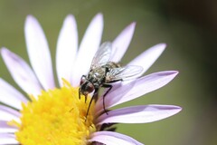 Tachinidae
