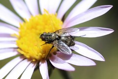 Tachinidae