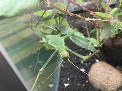 Heteropteryx dilatata