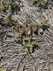 Portulaca oleracea