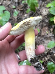 Tricholoma subluteum