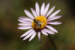 Tachinidae