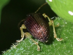 Rhabdopterus