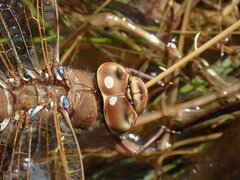 Aeshna grandis
