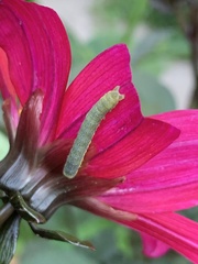 Mamestra brassicae