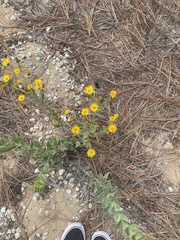 Heterotheca