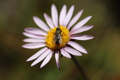 Tachinidae