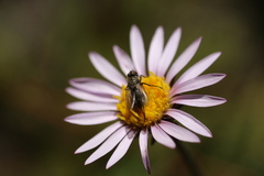 Tachinidae