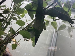 Heteropteryx dilatata