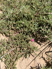 Portulaca pilosa