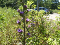 Liatris novae-angliae