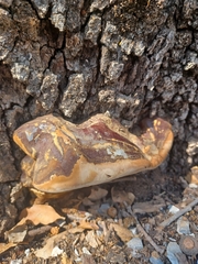 Ganoderma polychromum