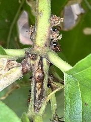 Crematogaster laeviuscula