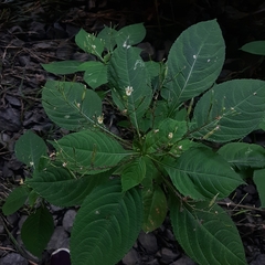 Impatiens parviflora
