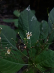 Impatiens parviflora