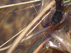 Aeshna grandis