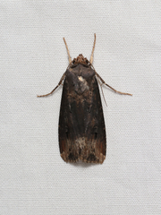 Agrotis