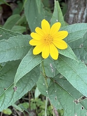 Helianthus hirsutus