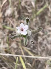 Ruellia humilis