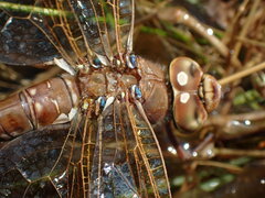 Aeshna grandis