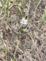 Ruellia humilis