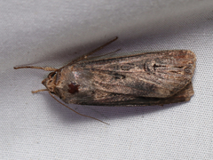 Agrotis