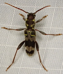 Xylotrechus colonus