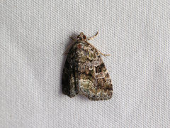 Protodeltote muscosula