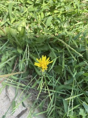 Taraxacum officinale