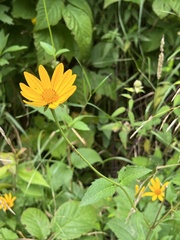 Heliopsis helianthoides