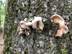 Pleurotus ostreatus