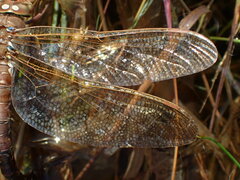 Aeshna grandis
