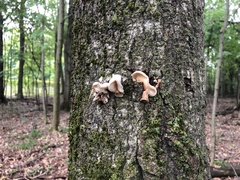 Pleurotus ostreatus