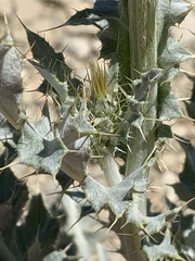 Cirsium barnebyi
