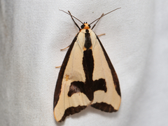 Haploa clymene