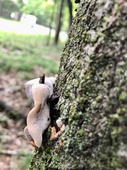 Pleurotus ostreatus