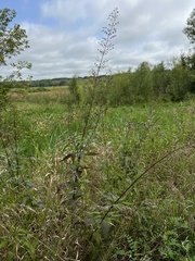 Scrophularia marilandica