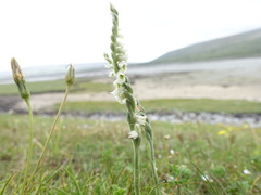Spiranthes spiralis