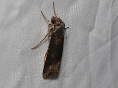 Agrotis