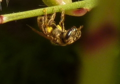 Halictinae
