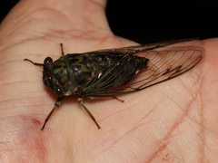 Neotibicen linnei