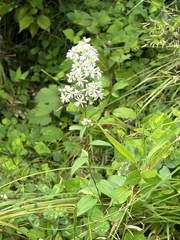 Symphyotrichum urophyllum