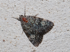 Catocala lineella