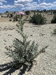 Cirsium barnebyi