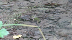 Pelophylax lessonae