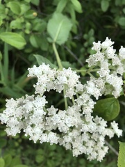 Parthenium
