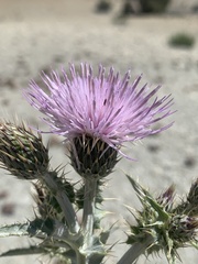 Cirsium barnebyi